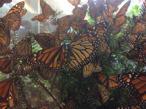 Fall in Love with the Magic of Butterflies at Magic Wings in Massachusetts